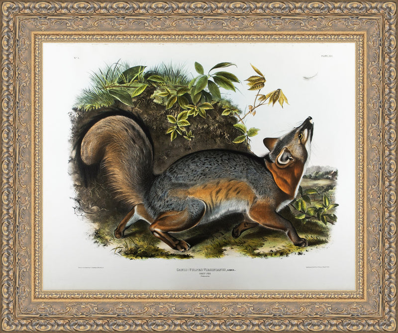 Grey Fox, Plate XXI – John James Audubon, 1842