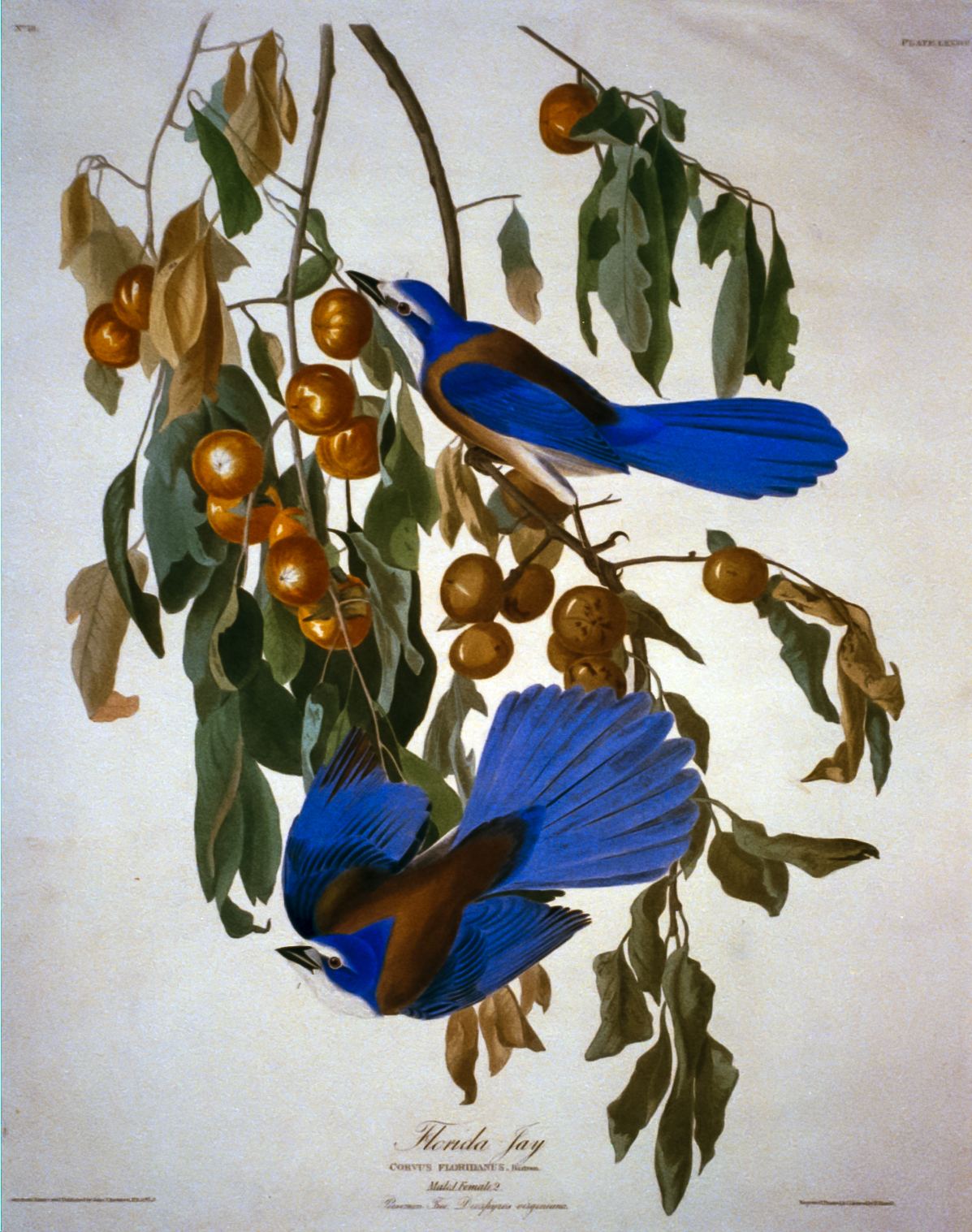 Florida Jay – John James Audubon, 1830, framed