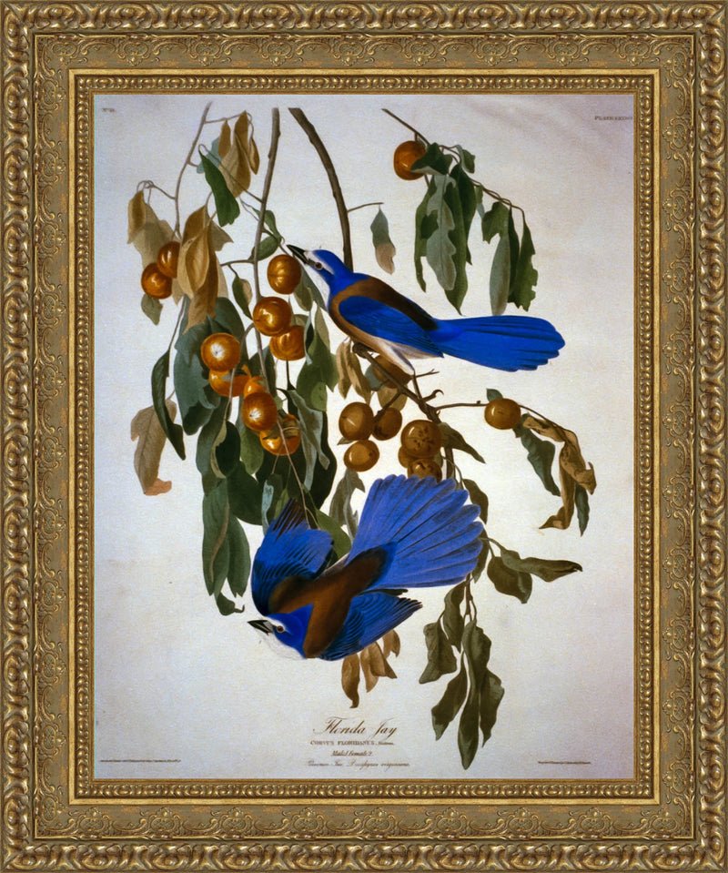 Florida Jay – John James Audubon, 1830