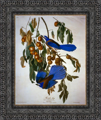 Dark Bronze frame