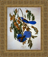 Florida Jay – John James Audubon, 1830