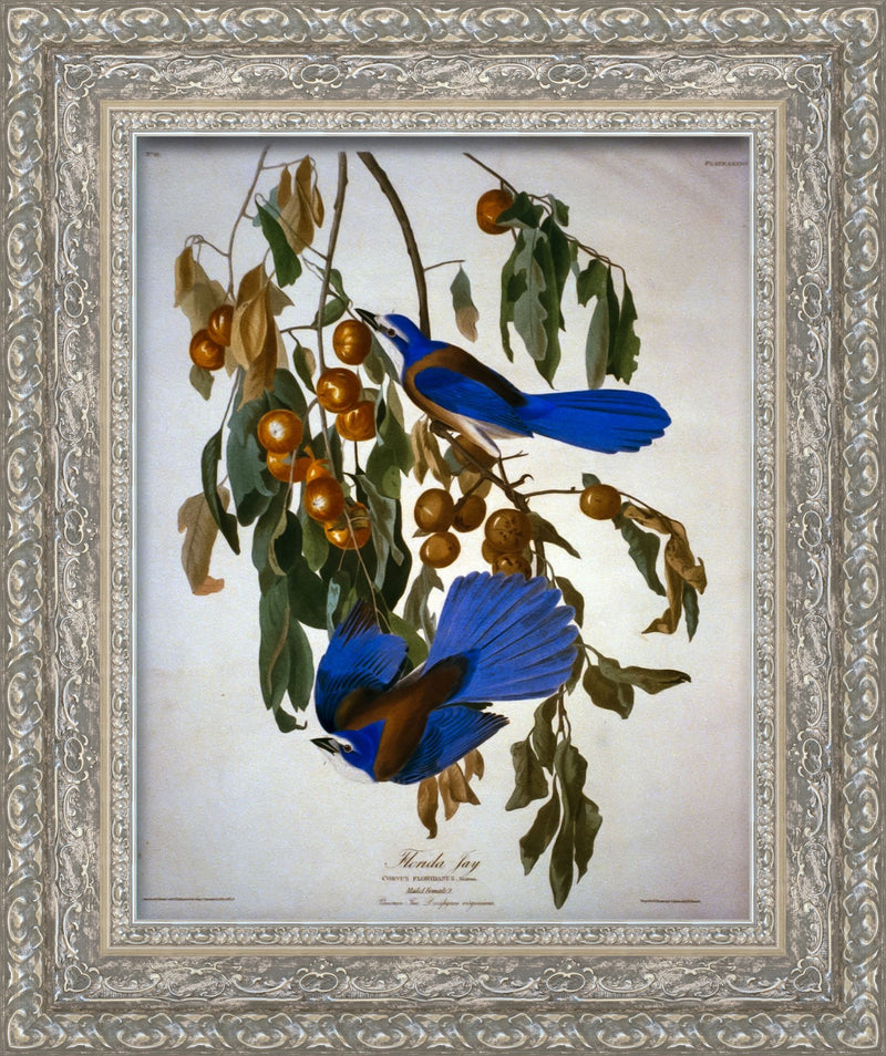 Florida Jay – John James Audubon, 1830