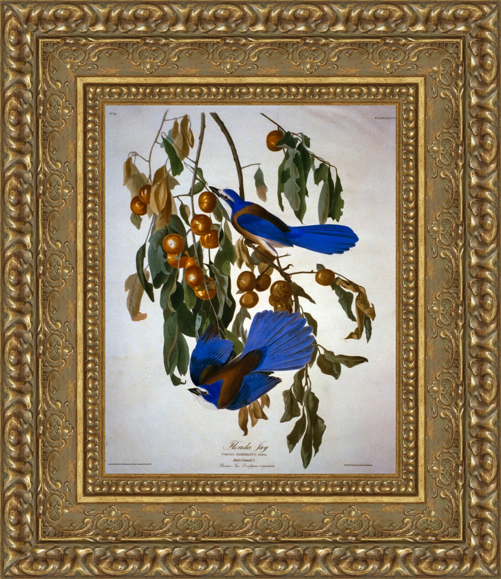 Florida Jay – John James Audubon, 1830