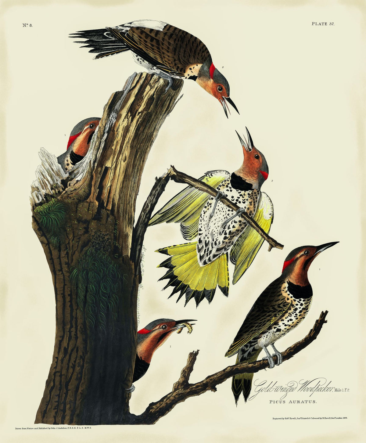 The Gold-Winged Woodpecker – John James Audubon, 1826, framed