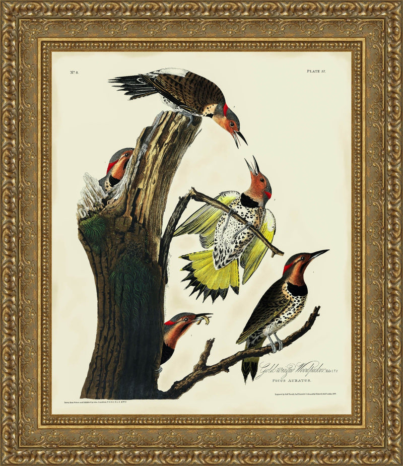 The Gold-Winged Woodpecker – John James Audubon, 1826