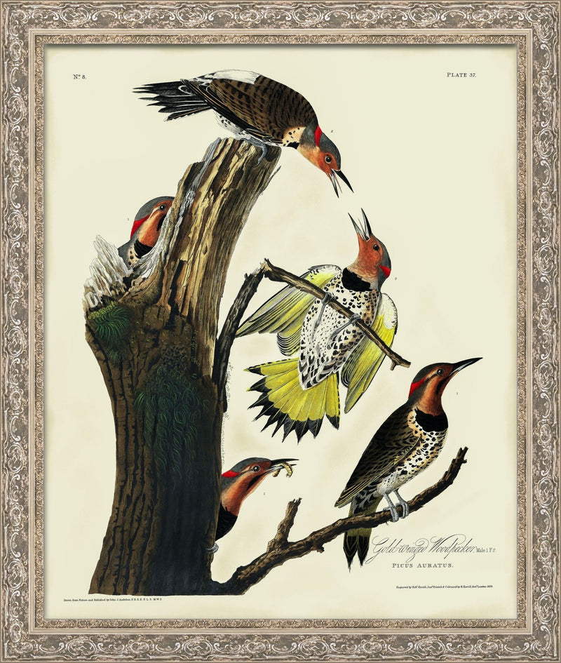 The Gold-Winged Woodpecker – John James Audubon, 1826