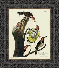 Dark Bronze frame