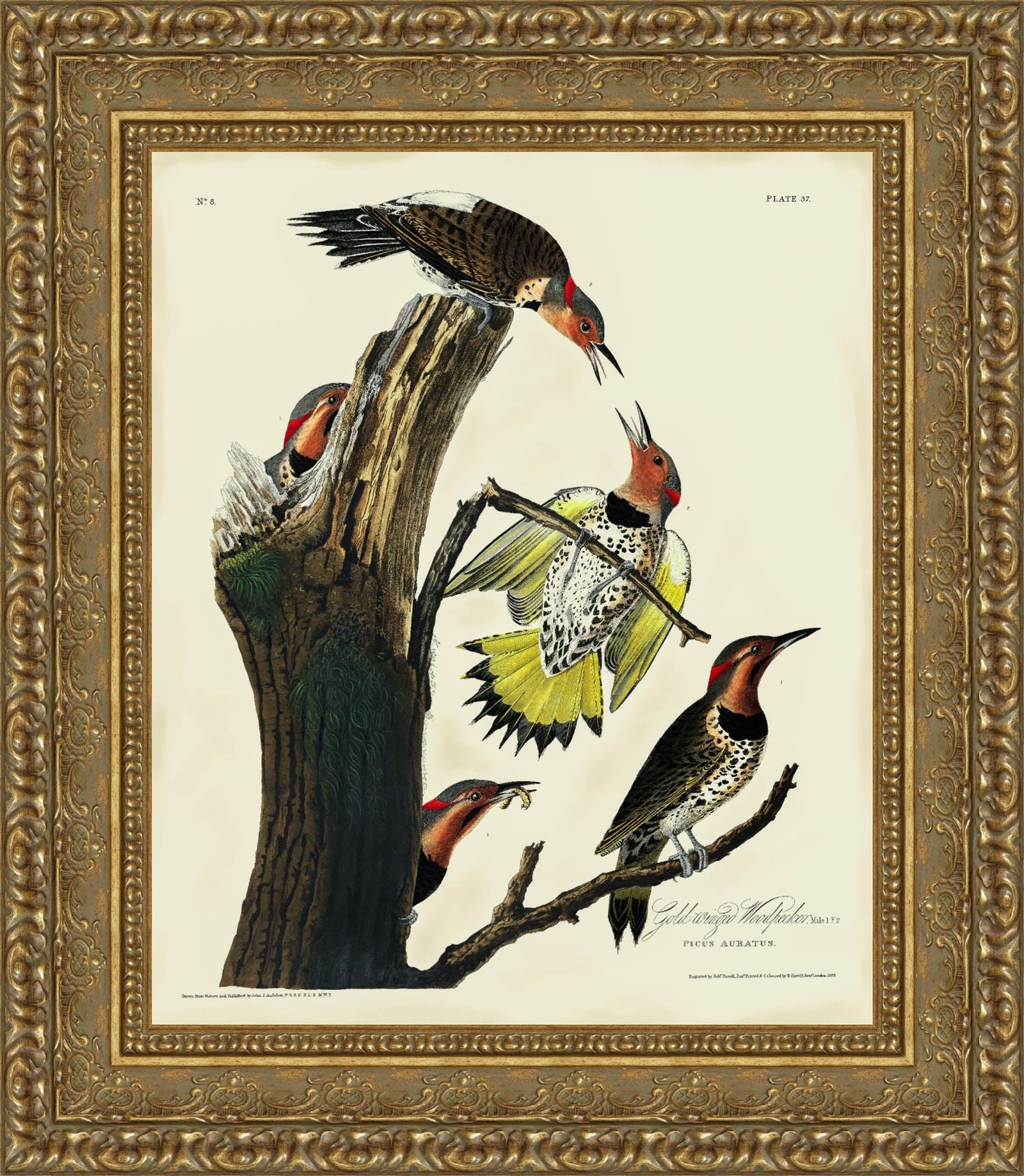 The Gold-Winged Woodpecker – John James Audubon, 1826