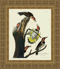Gold frame