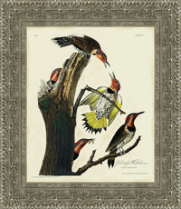 Silver frame