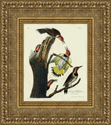 The Gold-Winged Woodpecker – John James Audubon, 1826