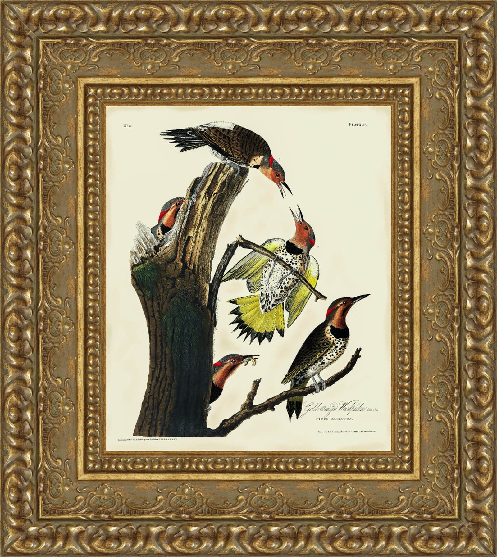 The Gold-Winged Woodpecker – John James Audubon, 1826