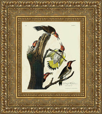 Gold frame