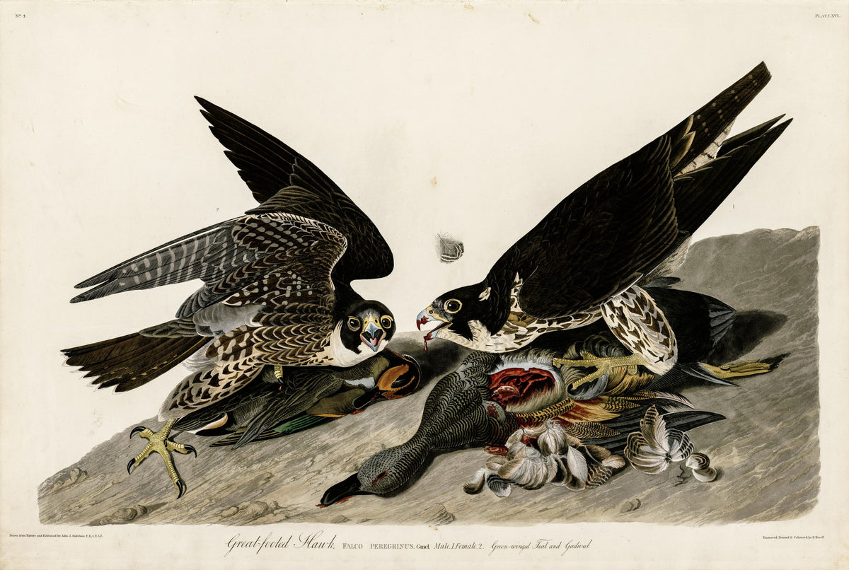 Great Footed Hawk – John James Audubon, 1827, framed