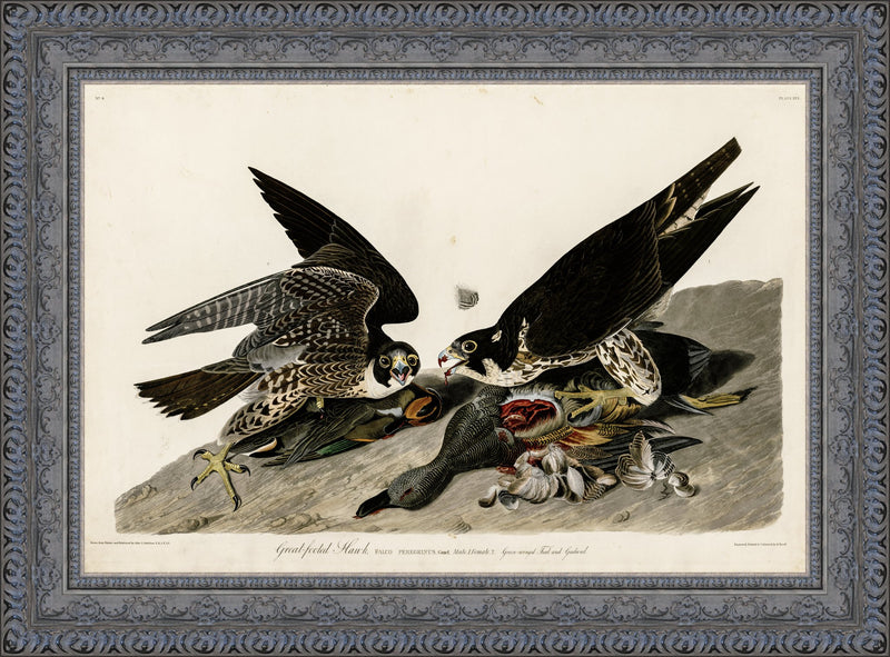 Great Footed Hawk – John James Audubon, 1827