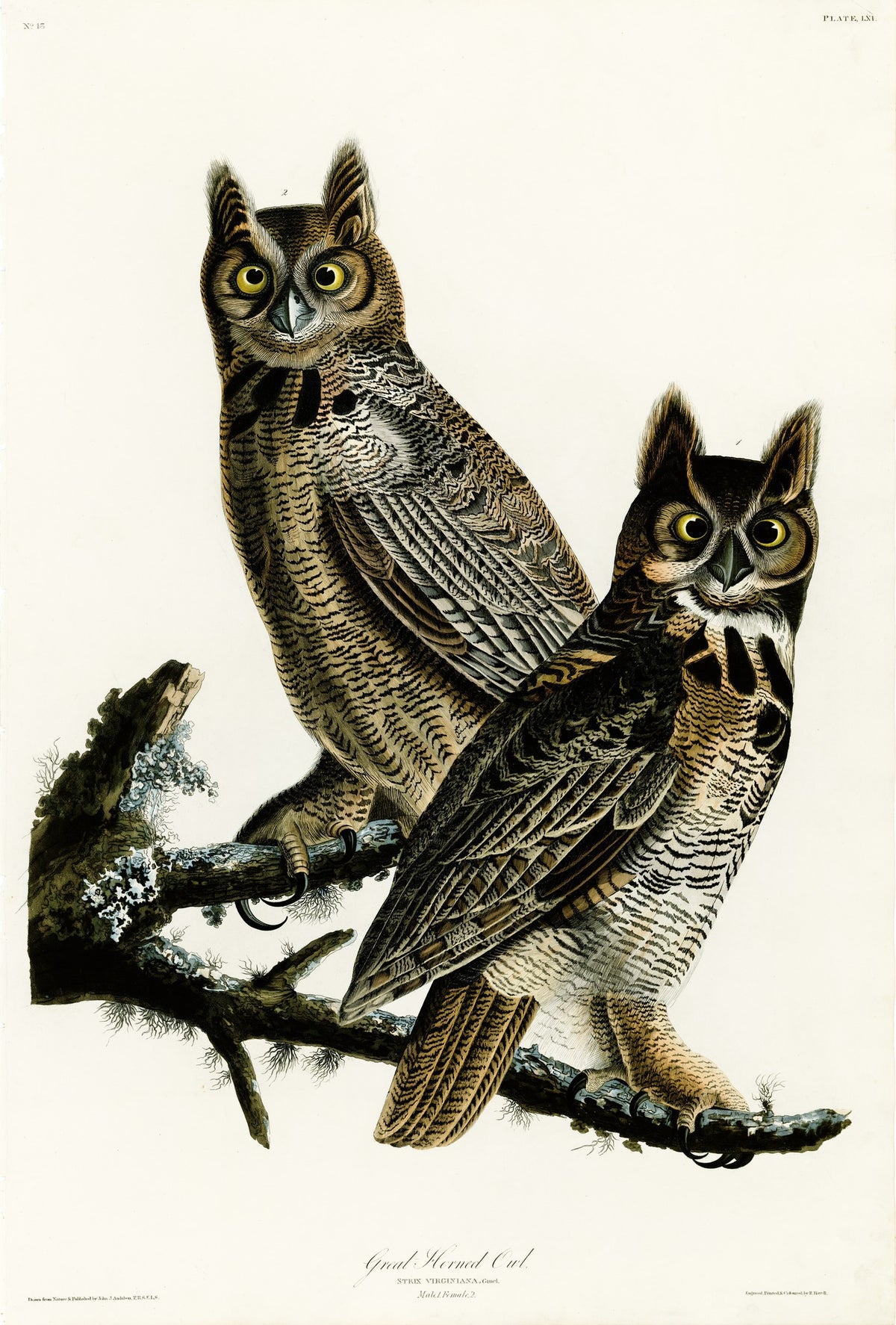 Great Horned Owl – John James Audubon, 1827, framed