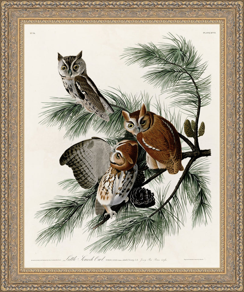 Little Screech Owl – John James Audubon, 1832