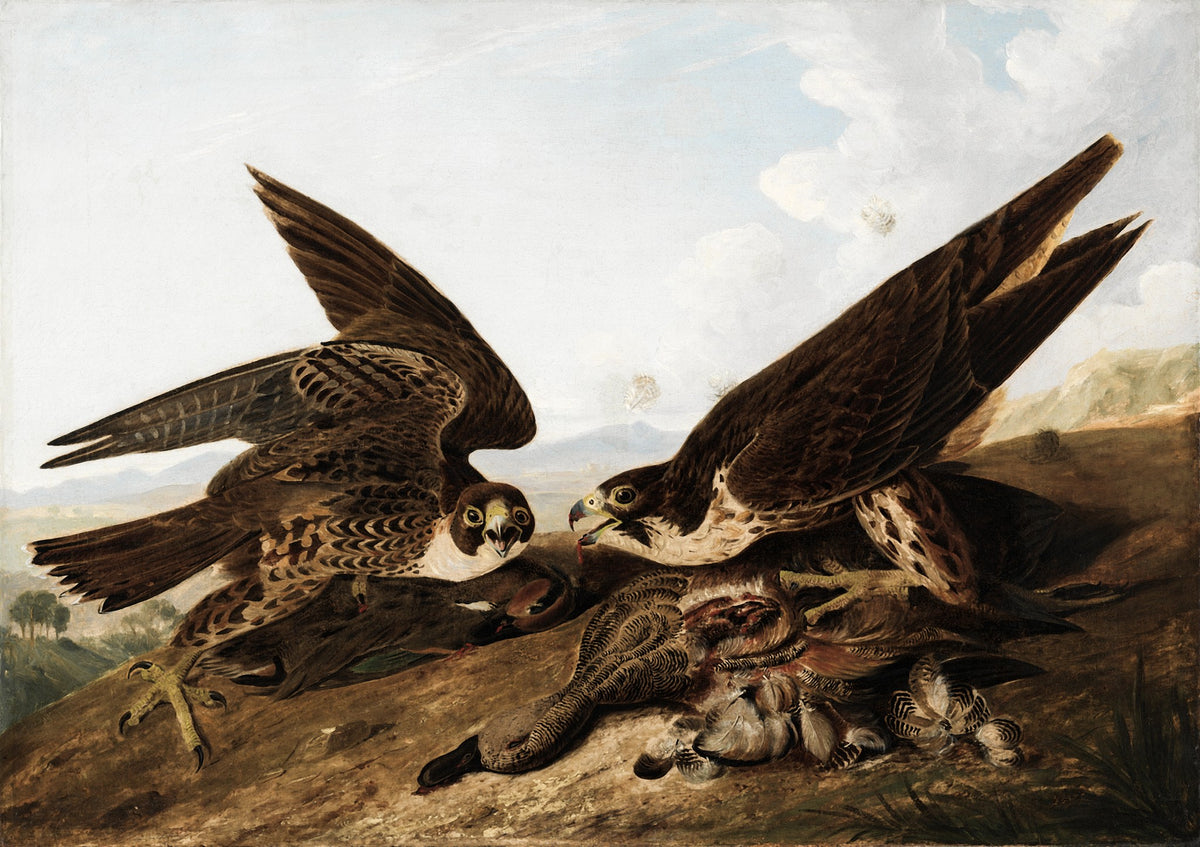Peregrine Falcons (Duck Hawks) – John James Audubon, 1827, framed
