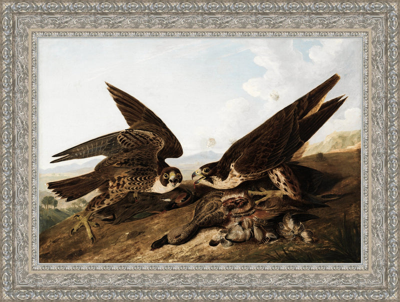 Peregrine Falcons (Duck Hawks) – John James Audubon, 1827
