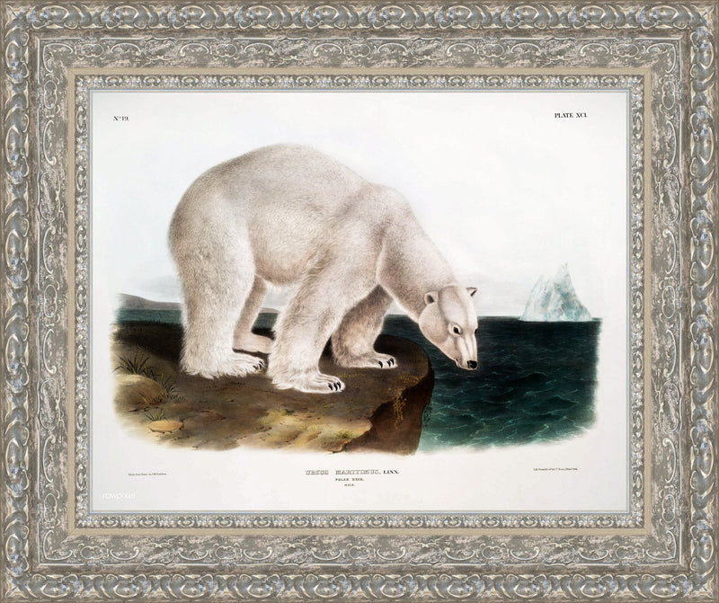 Polar Bear (Ursus Maritimus) by John James Audubon, 1845