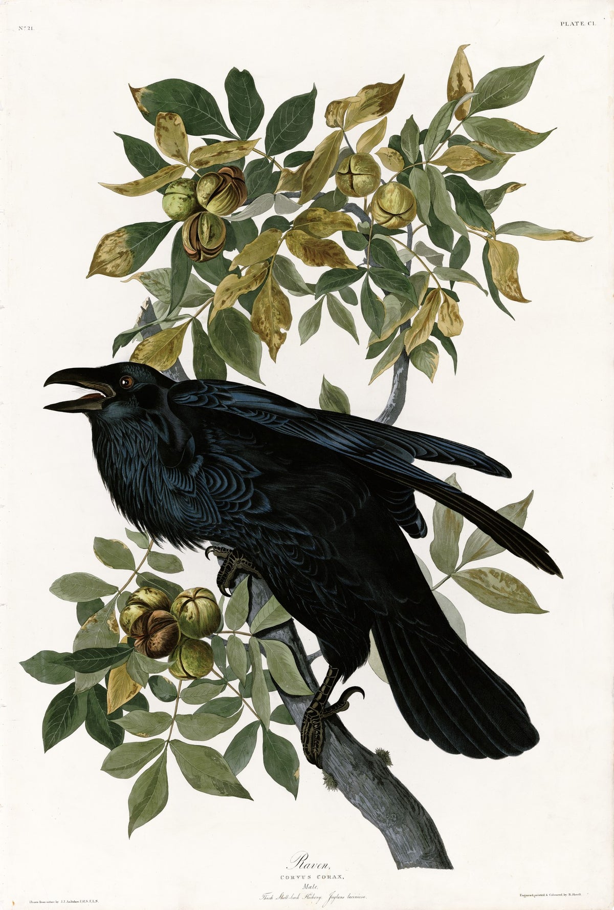 Raven – John James Audubon, 1838, framed