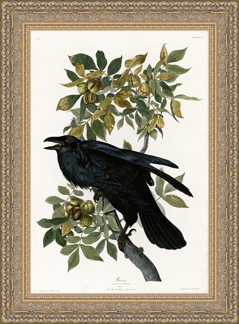 Raven – John James Audubon, 1838