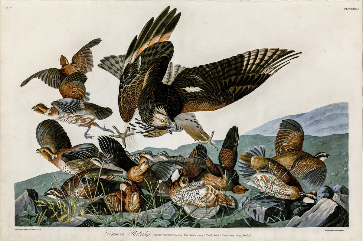 Virginian Partridge – John James Audubon, 1827, framed