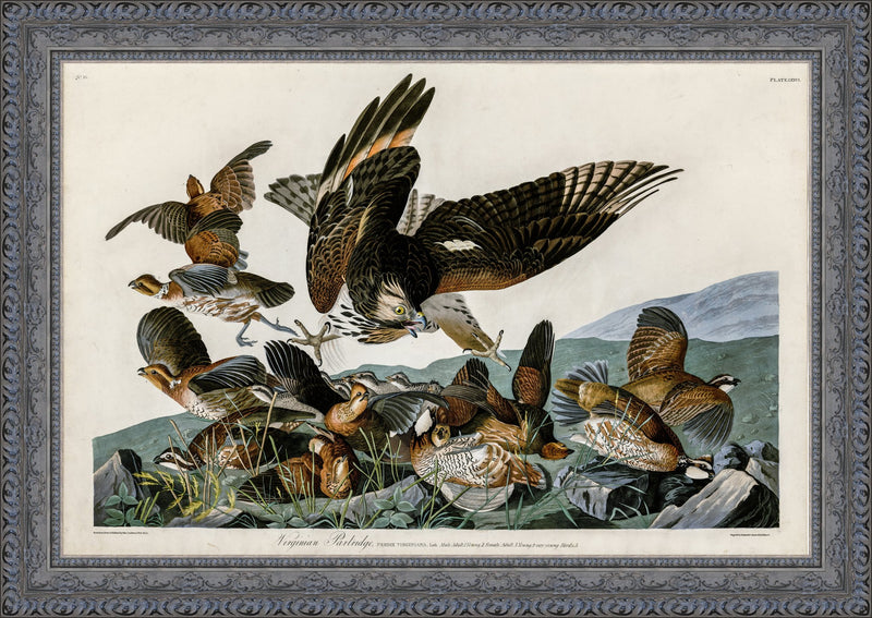 Virginian Partridge – John James Audubon, 1827