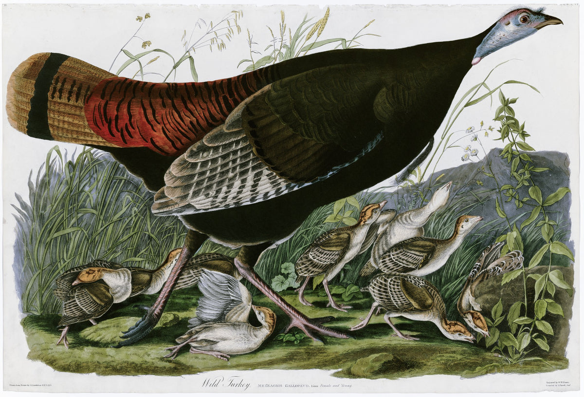 Wild Turkey - John James Audubon, 1827, framed