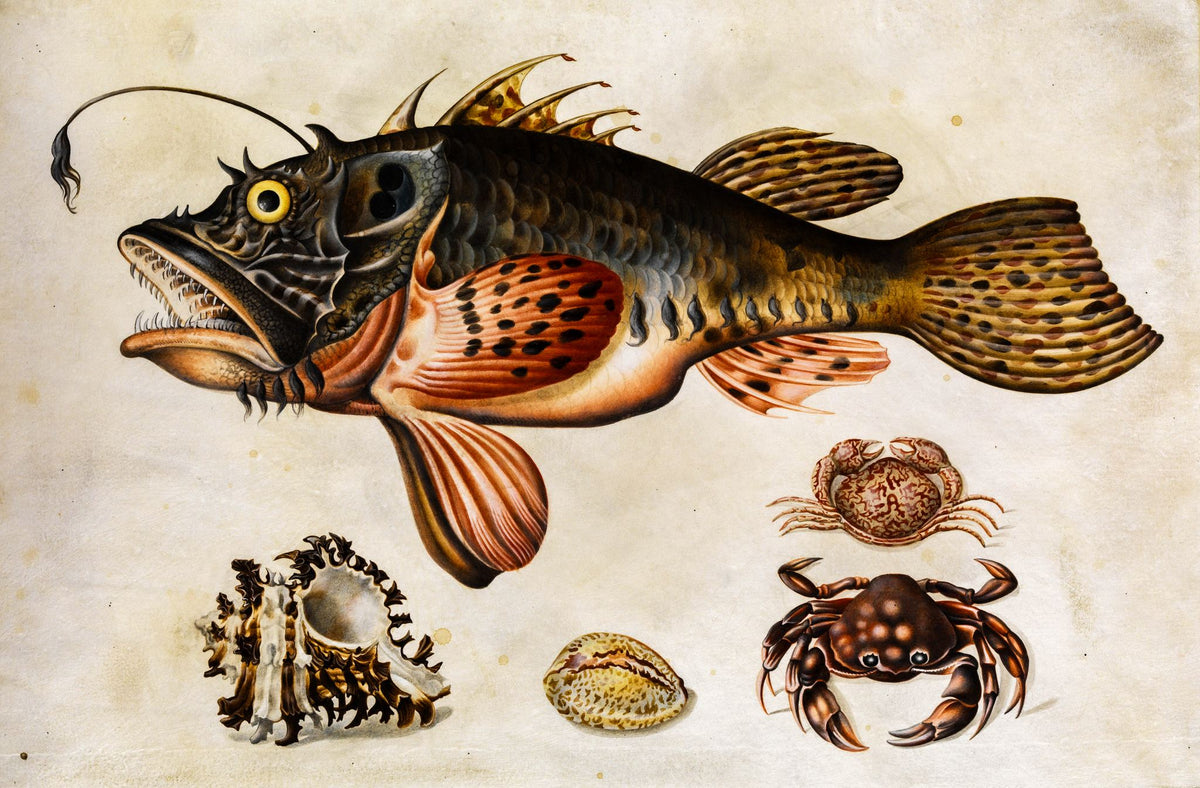 Deep-Sea Fish, Crabs, and Sea Snails – Maria Sibylla Merian, c. 1700, framed