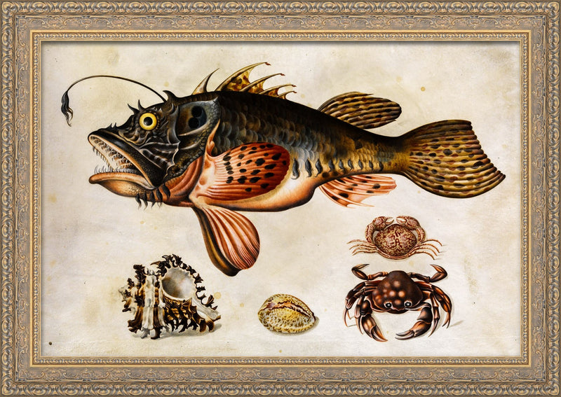 Deep-Sea Fish, Crabs, and Sea Snails – Maria Sibylla Merian, c. 1700