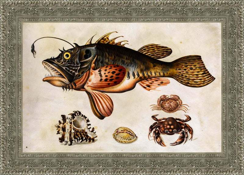 Deep-Sea Fish, Crabs, and Sea Snails – Maria Sibylla Merian, c. 1700