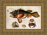 Deep-Sea Fish, Crabs, and Sea Snails – Maria Sibylla Merian, c. 1700