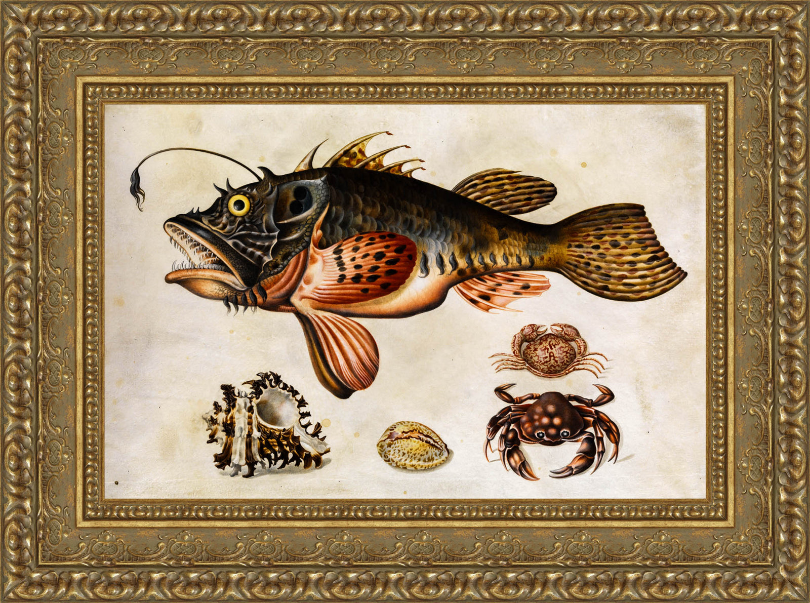 Deep-Sea Fish, Crabs, and Sea Snails – Maria Sibylla Merian, c. 1700
