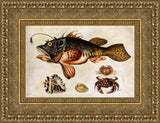 Deep-Sea Fish, Crabs, and Sea Snails – Maria Sibylla Merian, c. 1700