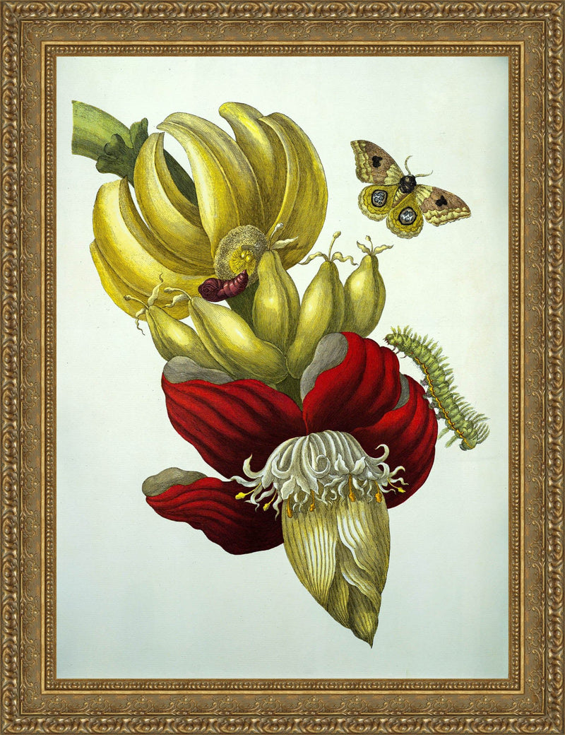 Banana Flower and Fruit, from Metamorphosis Insectorum Surinamensium – Maria Sibylla Merian, 1705