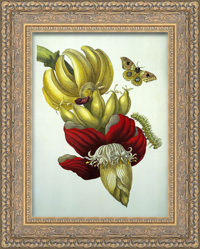 Banana Flower and Fruit, from Metamorphosis Insectorum Surinamensium – Maria Sibylla Merian, 1705