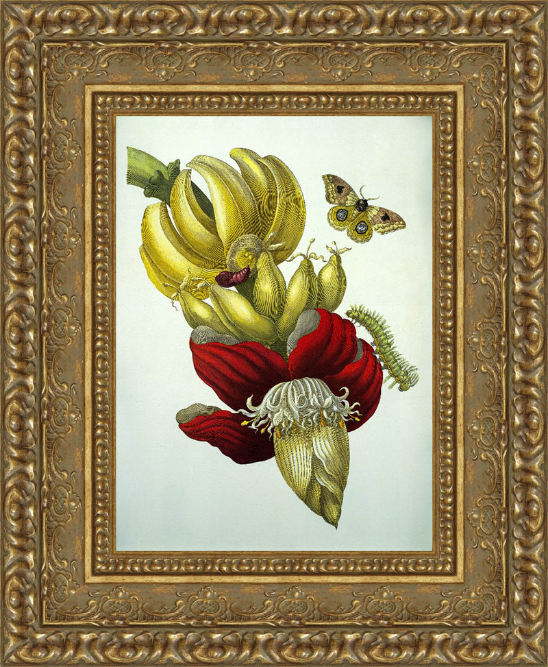 Banana Flower and Fruit, from Metamorphosis Insectorum Surinamensium – Maria Sibylla Merian, 1705
