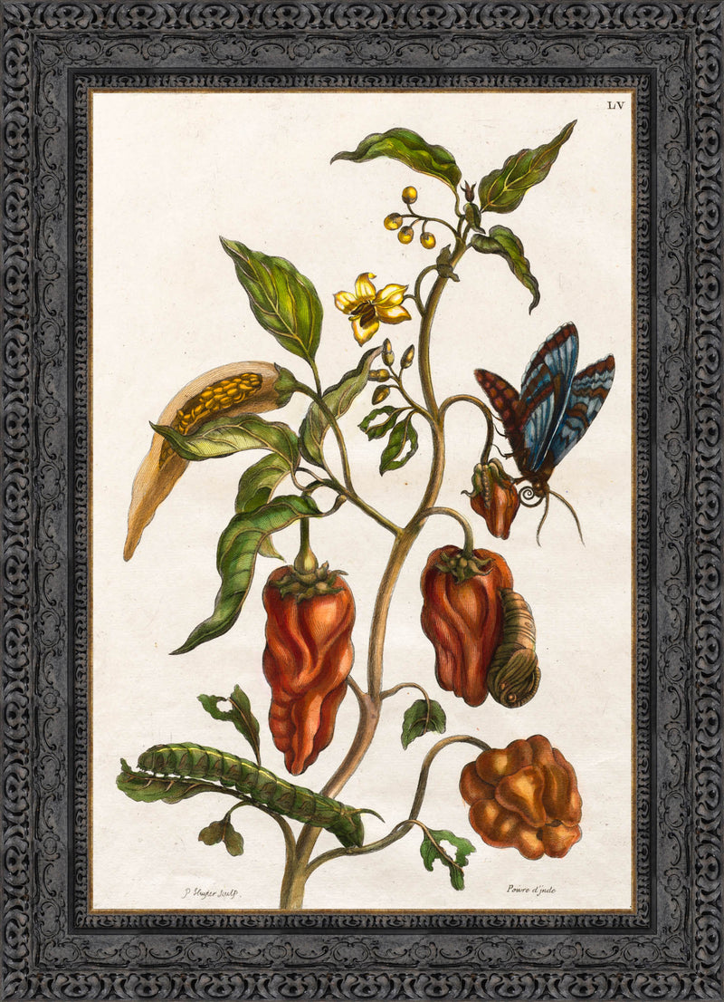 Pepper Plant with Butterfly, Caterpillar, and Metamorphosis Stages (Plate LV) – Maria Sibylla Merian, 1705