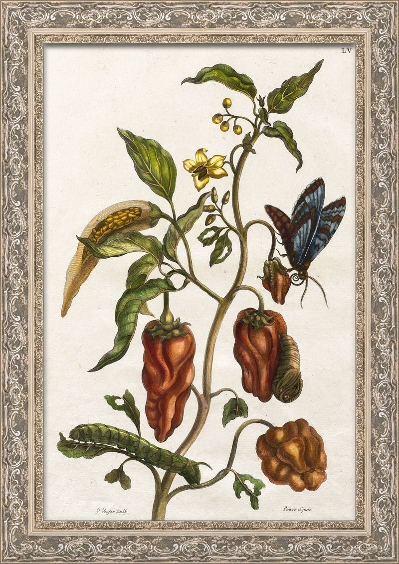 Pepper Plant with Butterfly, Caterpillar, and Metamorphosis Stages (Plate LV) – Maria Sibylla Merian, 1705