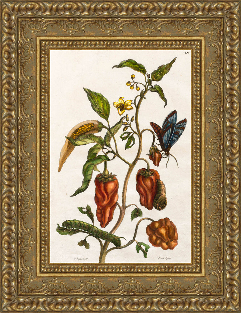 Pepper Plant with Butterfly, Caterpillar, and Metamorphosis Stages (Plate LV) – Maria Sibylla Merian, 1705