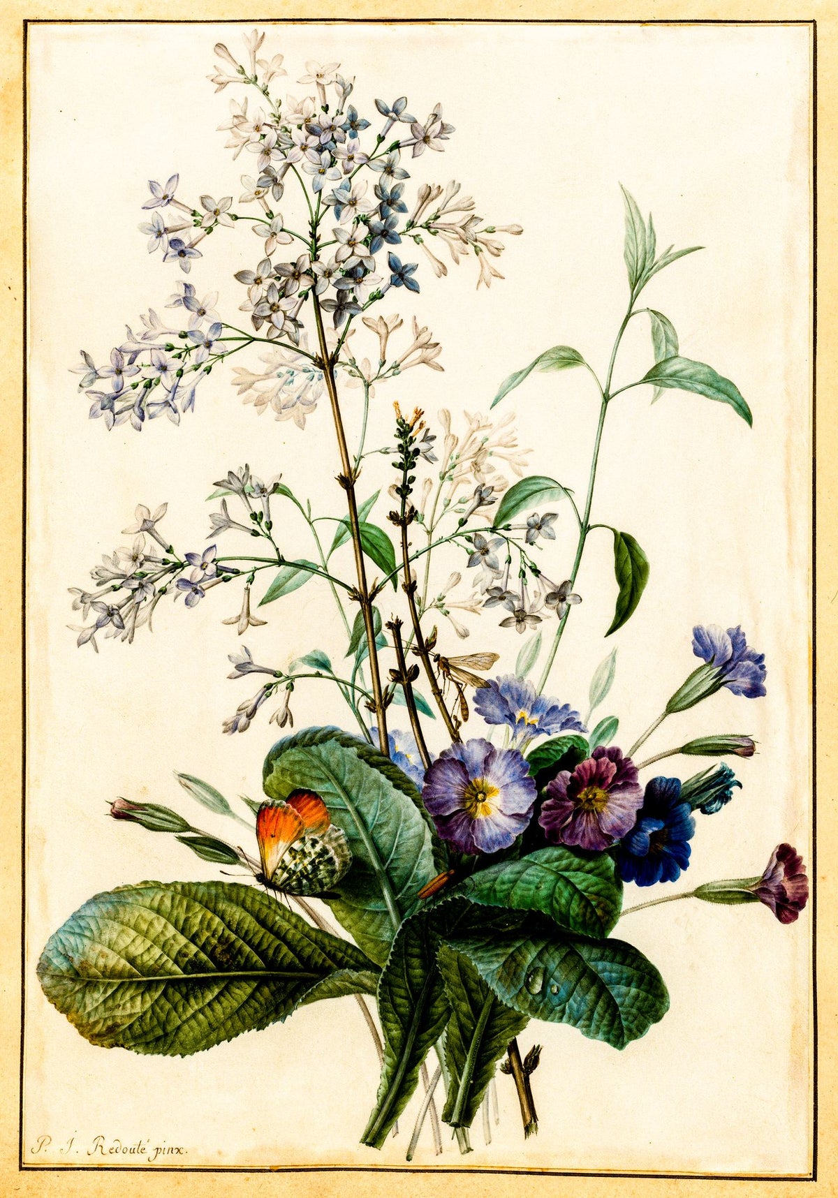 Bouquet of Primroses and Lilac – Pierre-Joseph Redouté, c. 1827, framed