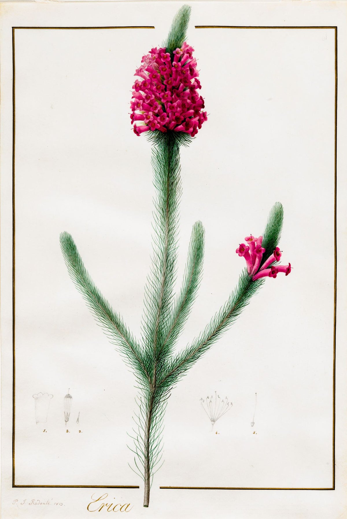 Shining Heath (Erica Fulgida) – Pierre-Joseph Redouté, c. 1803, framed