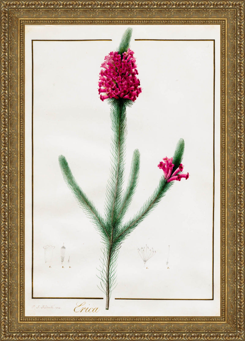 Erica Fulgida – Pierre-Joseph Redouté, c. 1803