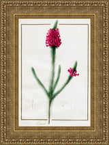 Erica Fulgida – Pierre-Joseph Redouté, c. 1803