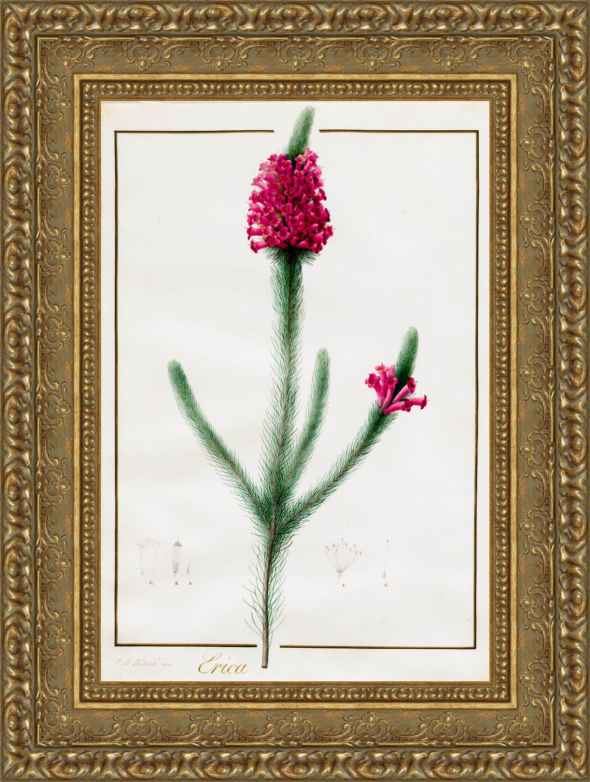 Erica Fulgida – Pierre-Joseph Redouté, c. 1803