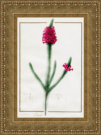 Gold frame