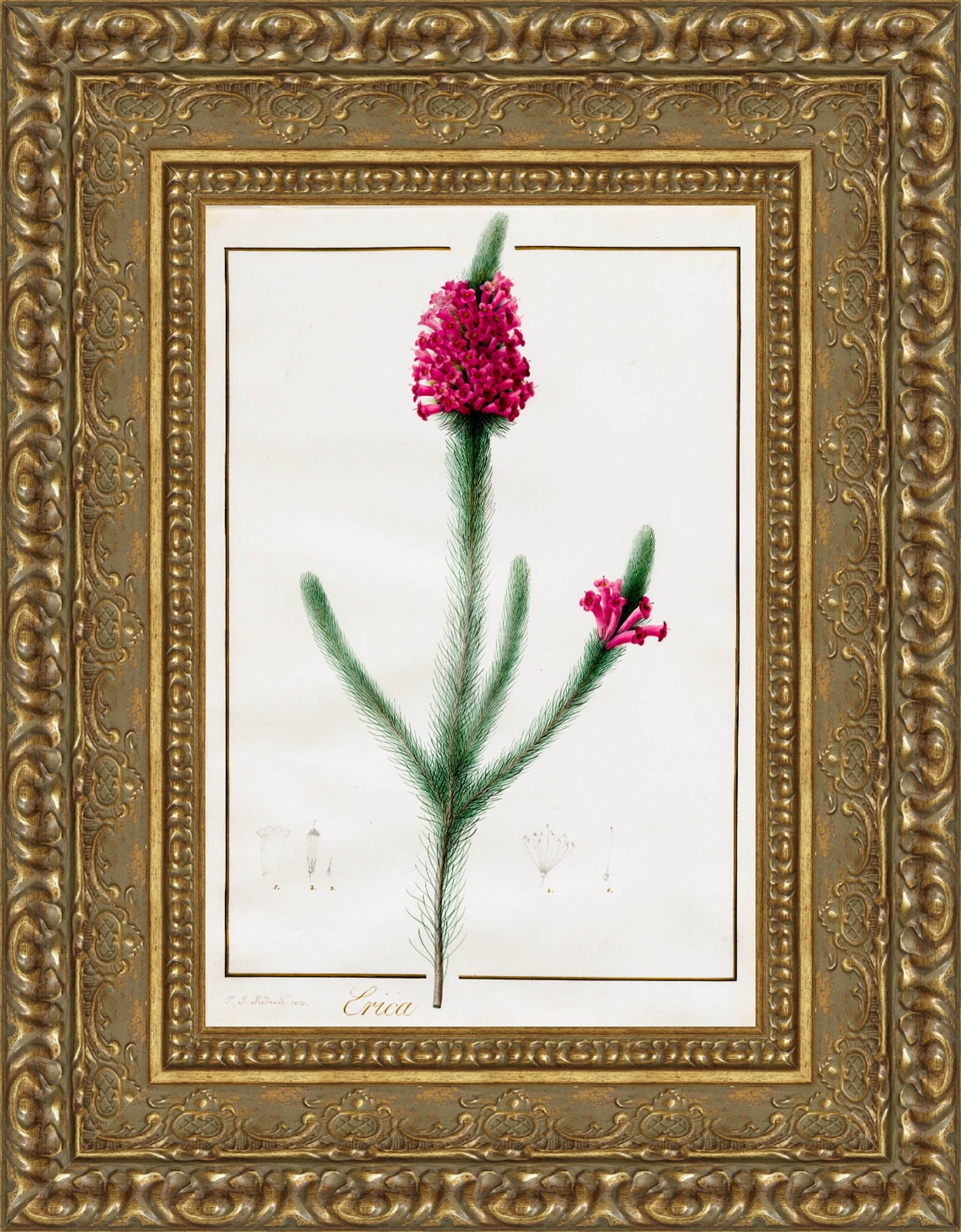 Erica Fulgida – Pierre-Joseph Redouté, c. 1803