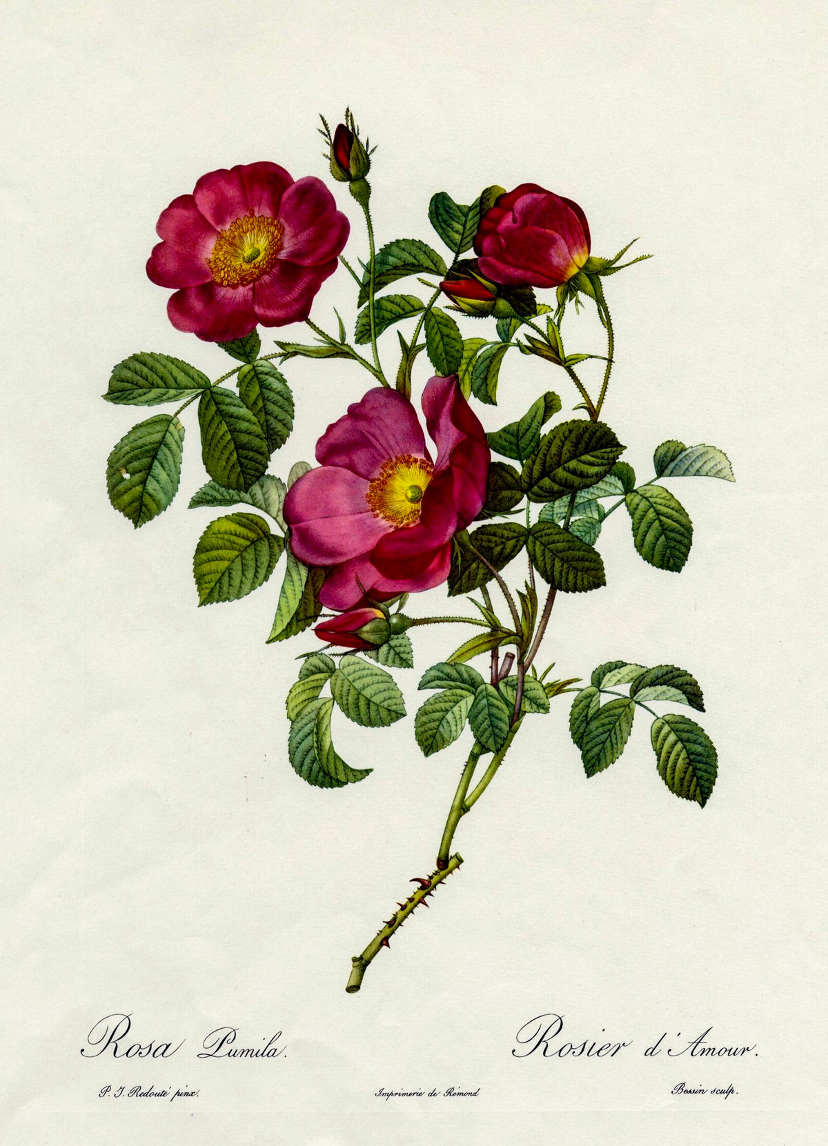 Dwarf Rose (Rosa Pumila, Rosier d'Amour) – Pierre-Joseph Redouté, 1817, framed