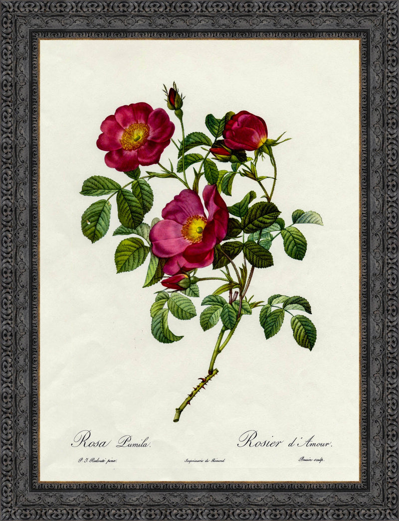 Rosa Pumila, Rosier d'Amour – Pierre-Joseph Redouté, 1817